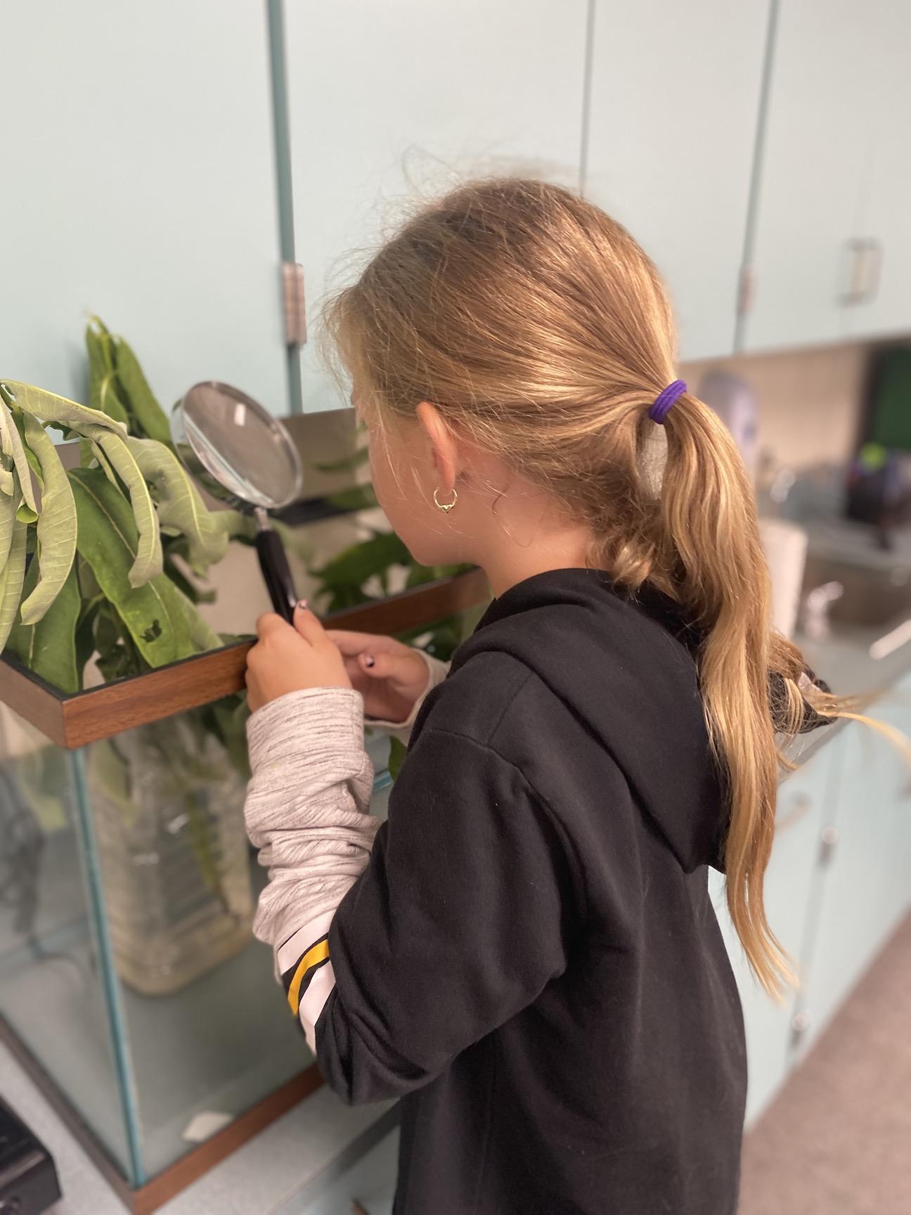 Summer Wohlmacher looks for eggs on a milkweed plant